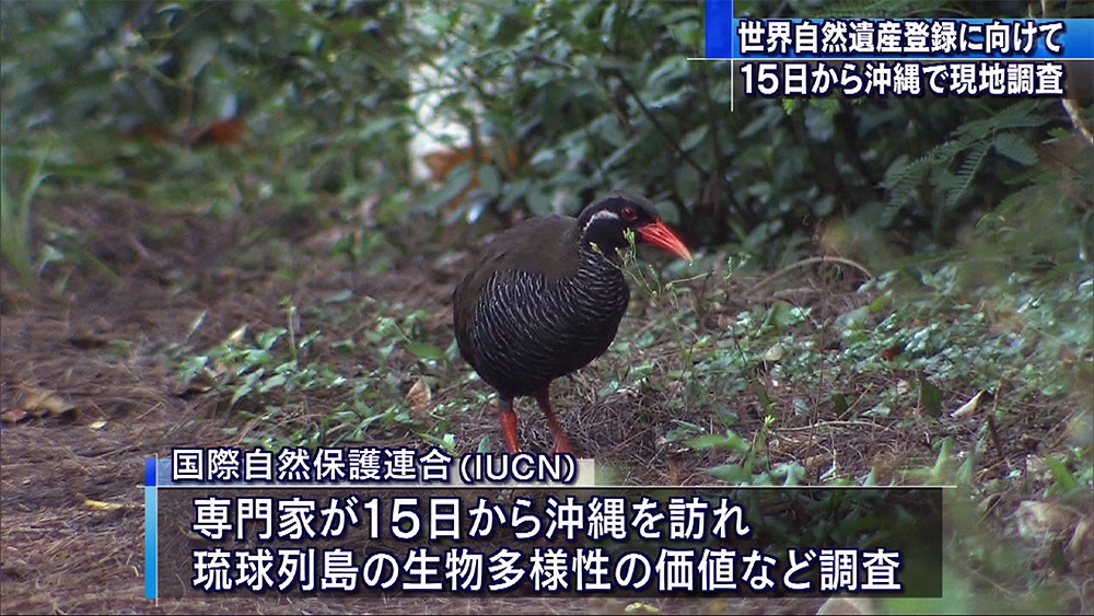 世界自然遺産調査員が15日来沖へ