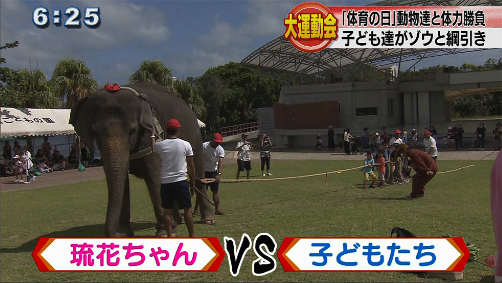 動物たちと体力勝負！　大運動会