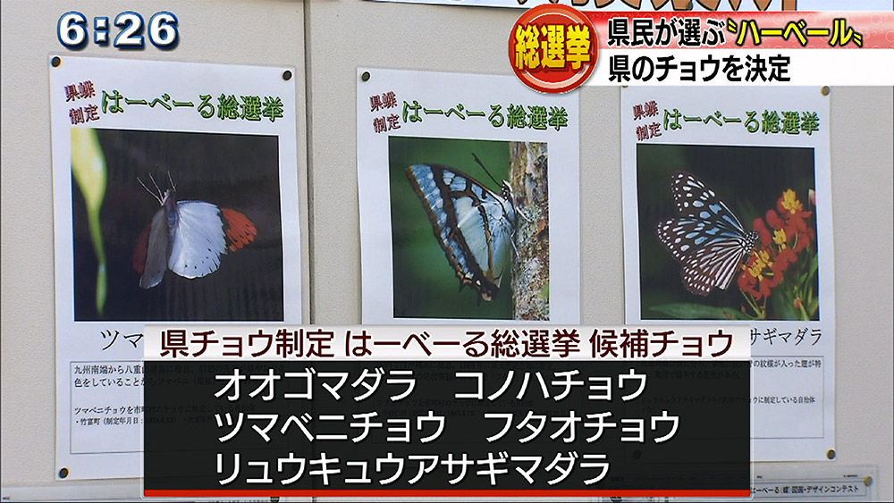 県のチョウを決定 はーべーる総選挙始まる