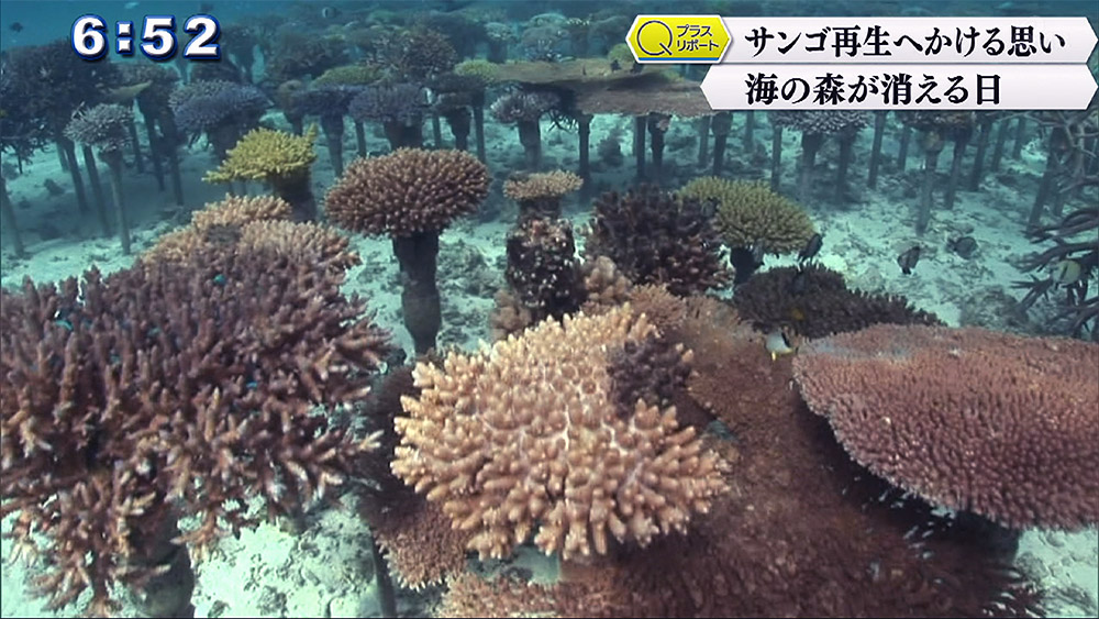 Qプラスリポート サンゴ再生へかける思い 海の森が消える日