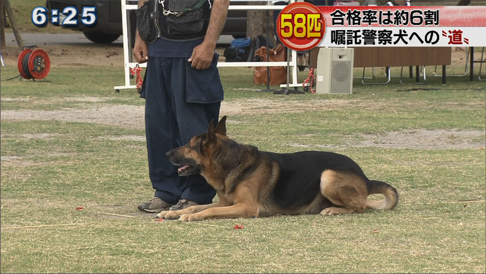 嘱託警察犬審査会に５８匹が挑戦