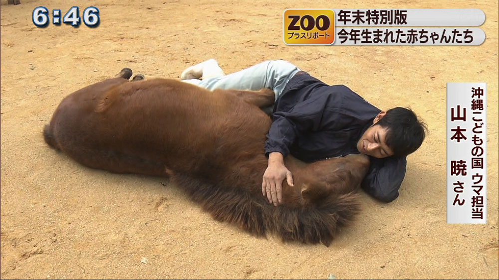 ZOOプラスリポート 今年生まれた動物の赤ちゃん