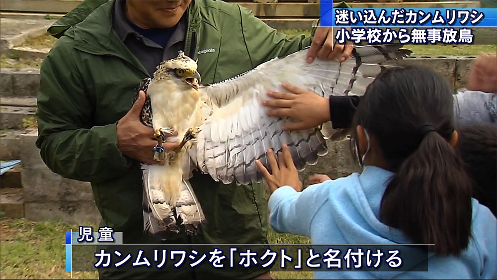 小学校でカンムリワシを放鳥