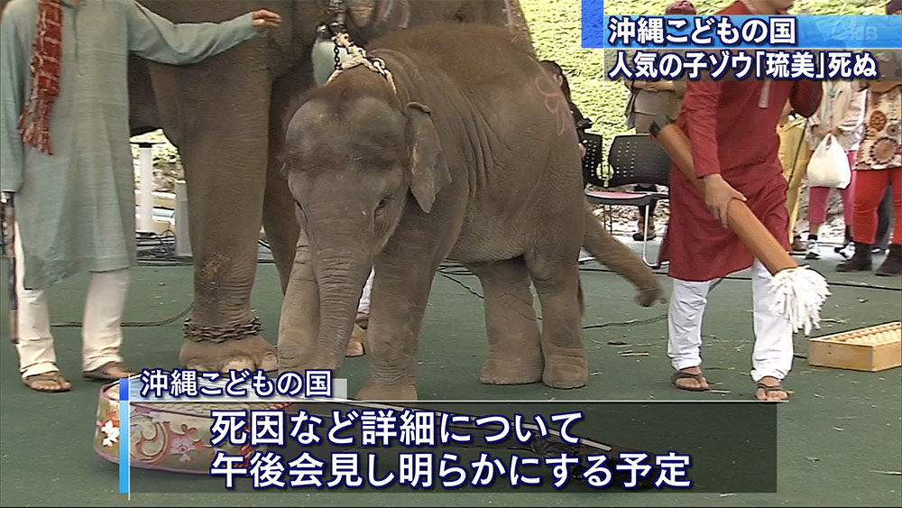 こどもの国の子ゾウ「琉美」死ぬ