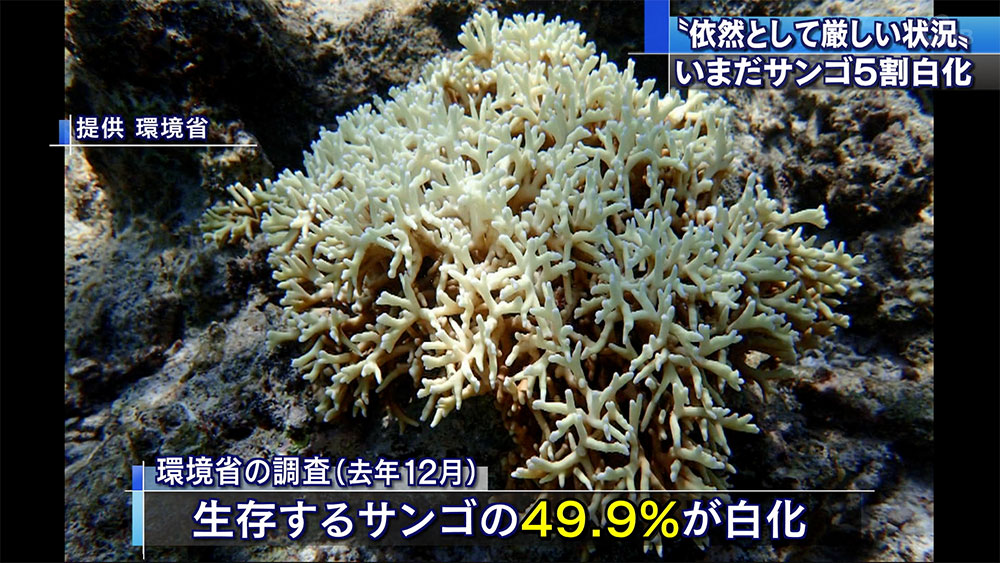 石西礁湖　いまだに５割白化