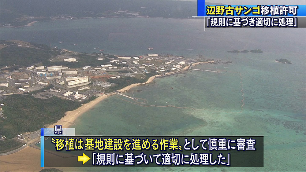 新基地建設海域のサンゴに初の移植許可