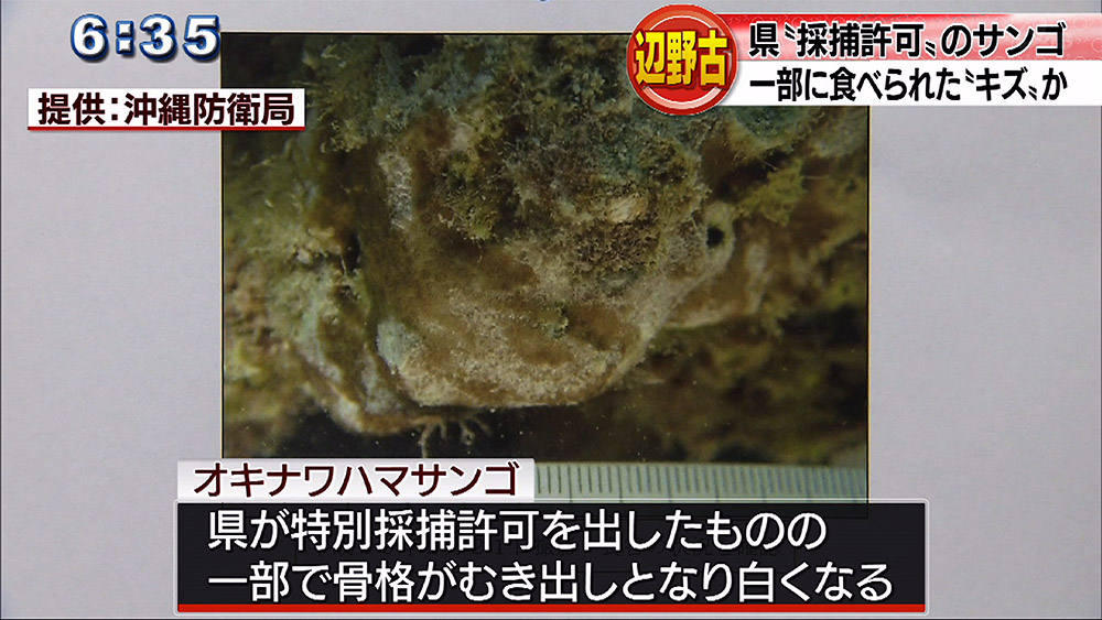 辺野古 オキナワハマサンゴに一部食害か