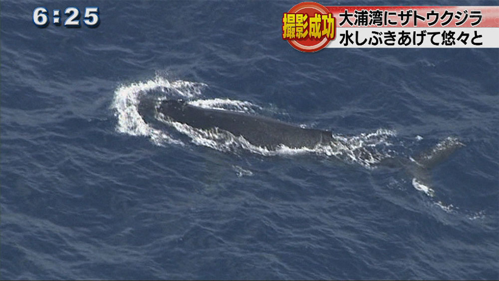 大浦湾でクジラの撮影に成功