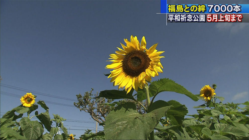 福島と沖縄の絆でつくるヒマワリ畑の迷路