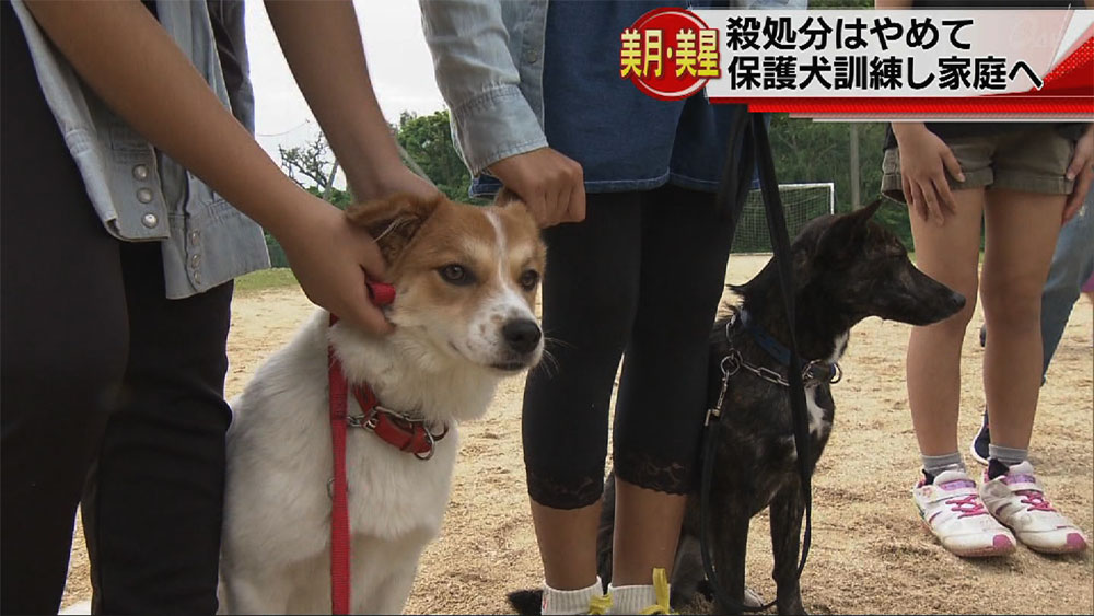 保護犬を家庭犬へ　子どもたちが訓練