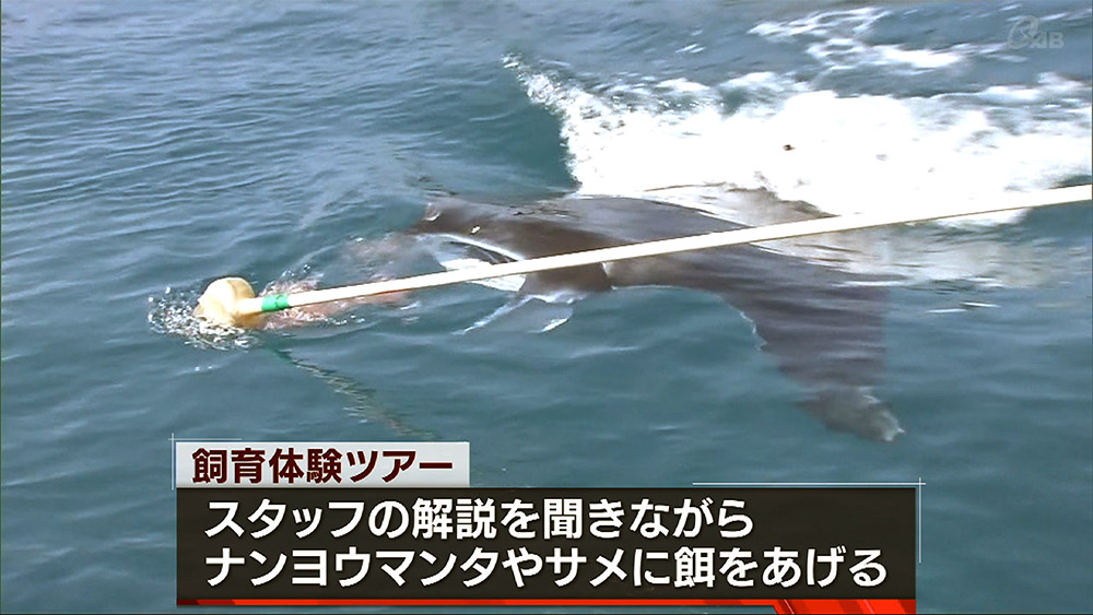 本部町沖 海上で飼育体験ツアー