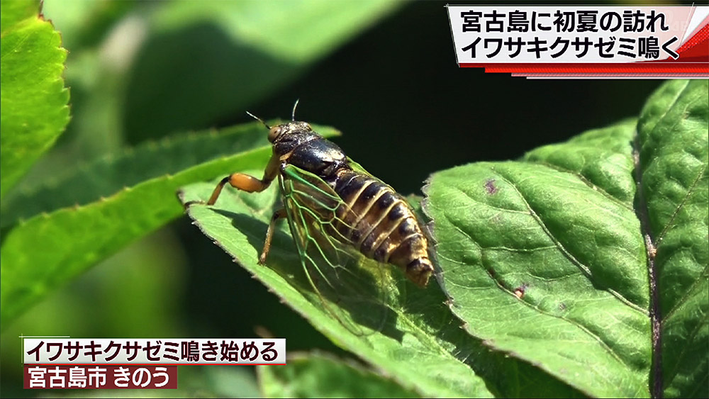 宮古島 イワサキクサゼミ鳴く