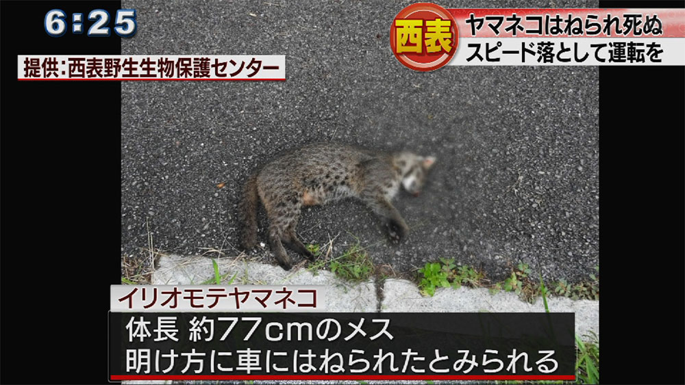 イリオモテヤマネコ事故死　２週連続