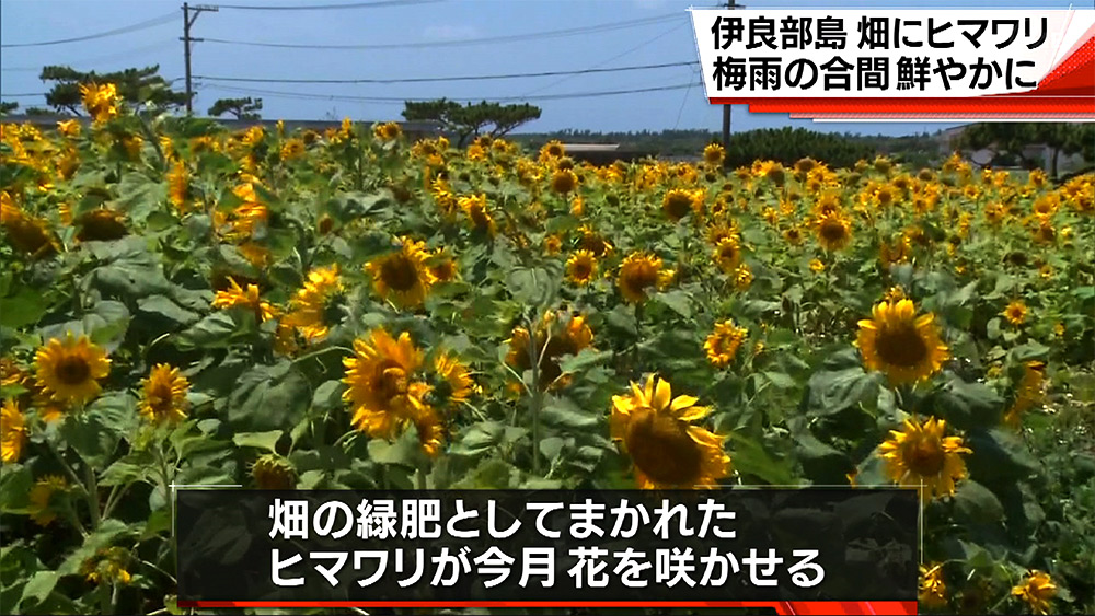 伊良部島の畑 ヒマワリ満開