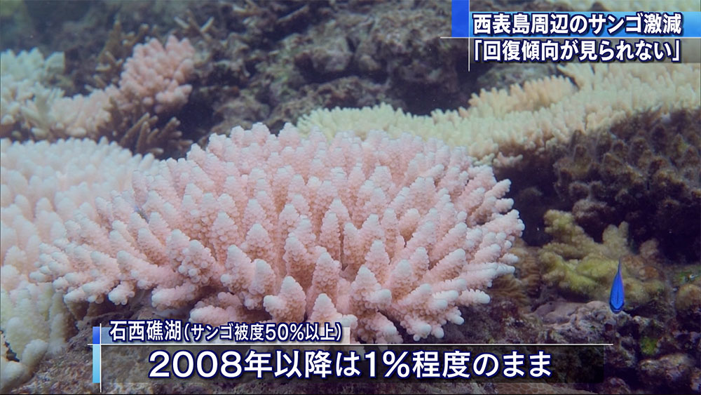 環境省調査　西表島周辺のサンゴが激減