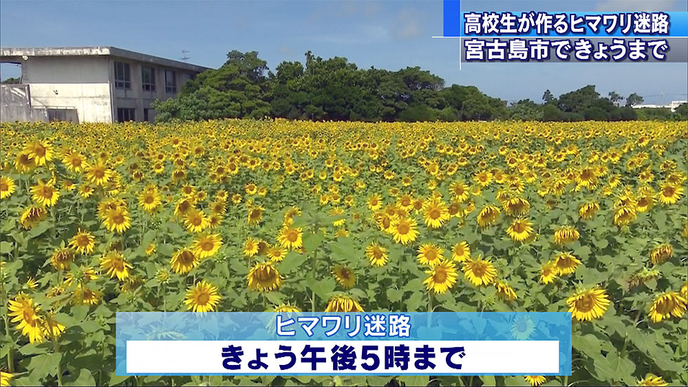 高校生が作ったヒマワリ迷路