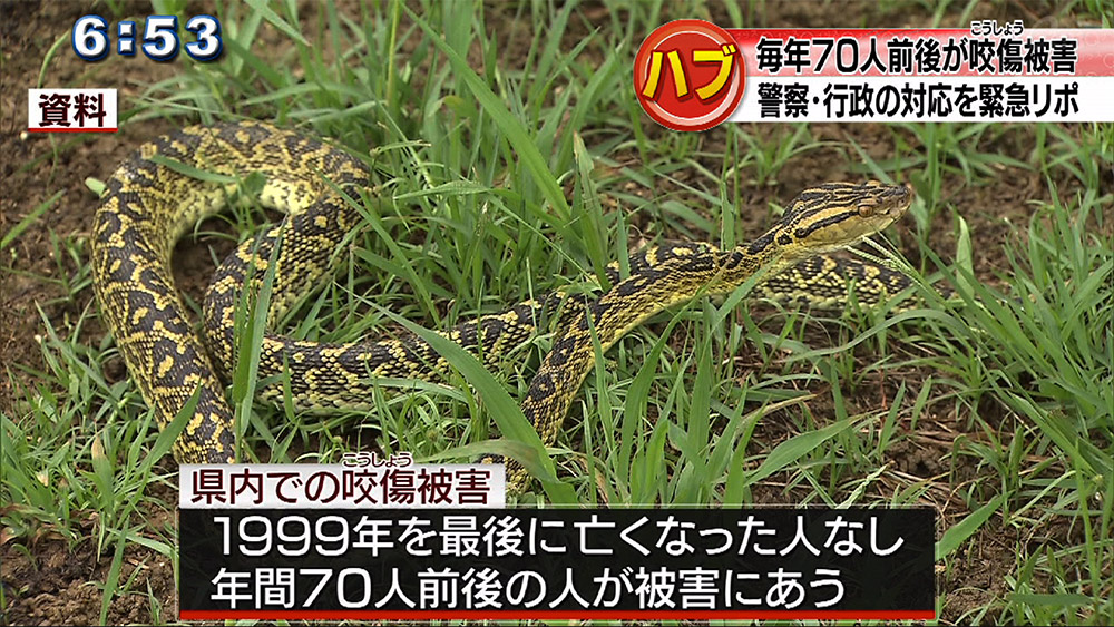 注意 ハブが活発なシーズンです