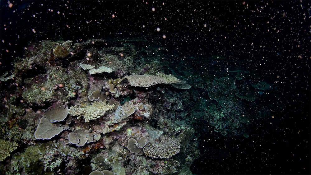 大浦湾でサンゴの一斉産卵