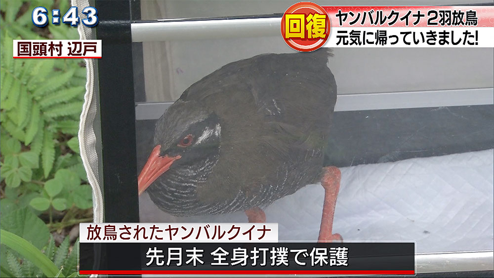 回復したヤンバルクイナ２羽を放鳥