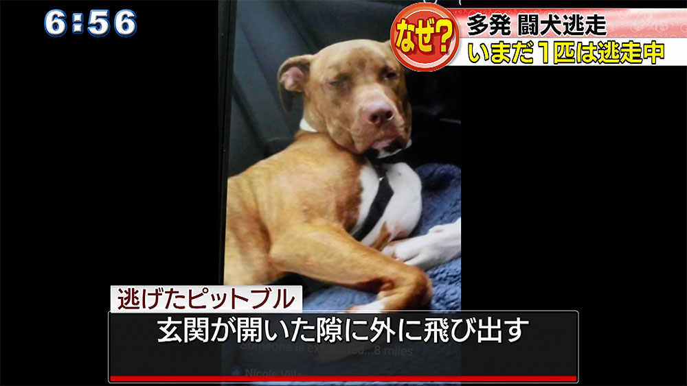 闘犬逃走　地域に広がる不安