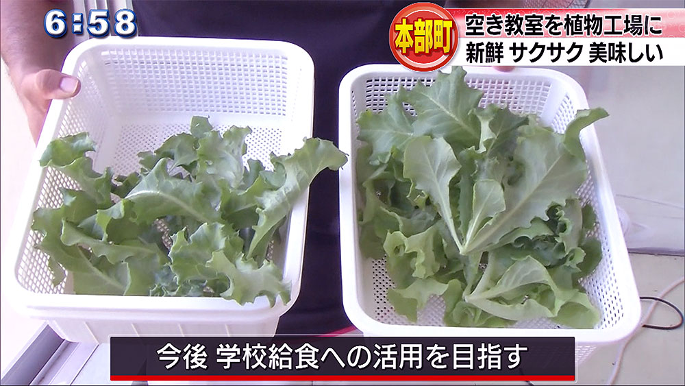 空き教室で野菜を栽培