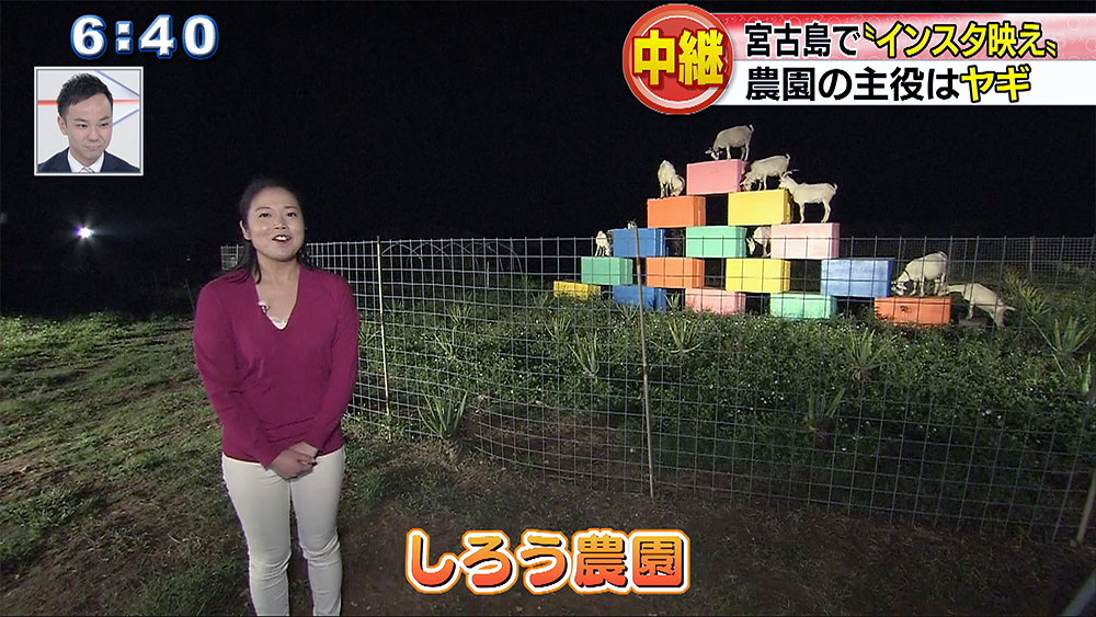 中継 宮古島のヤギ農園 Qab News Headline