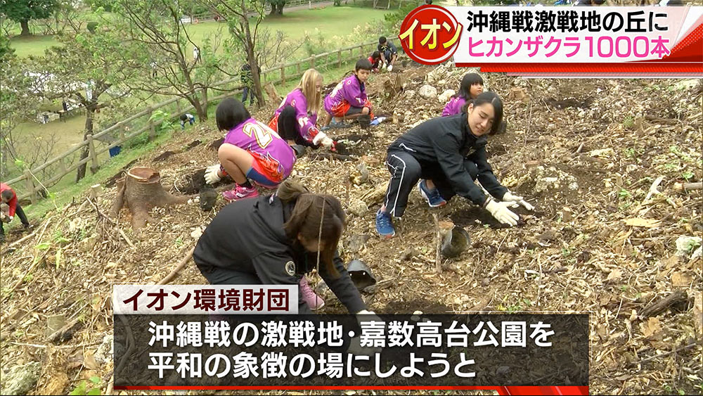 平和の象徴の場に　嘉数高台にサクラ１０００本植樹