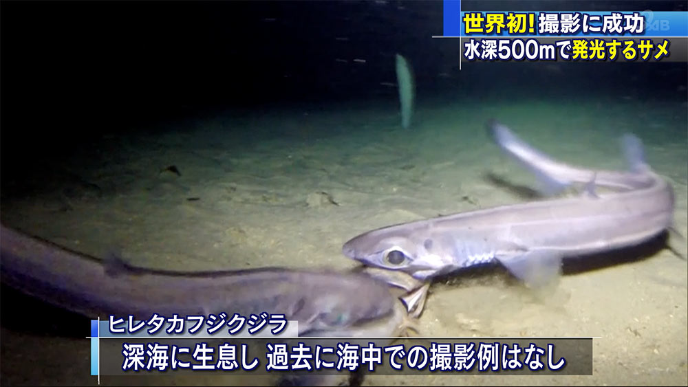 世界初！　腹部が発光する深海サメの撮影に成功