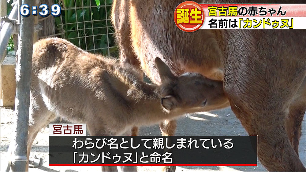 宮古馬の赤ちゃん生まれる