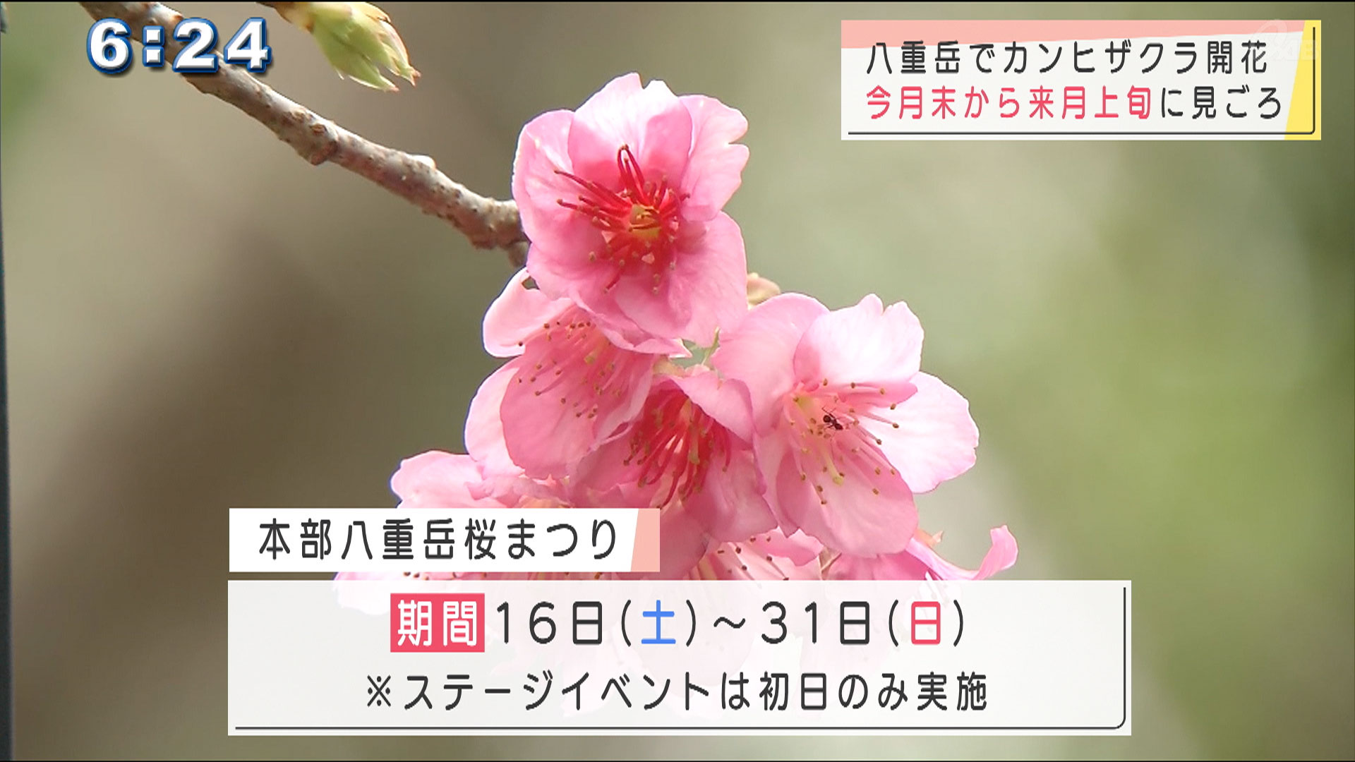 八重岳の桜咲き始める