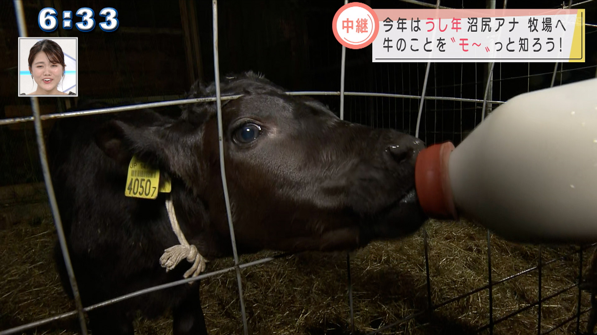 中継 沼尻アナ 牧場へ向COW！