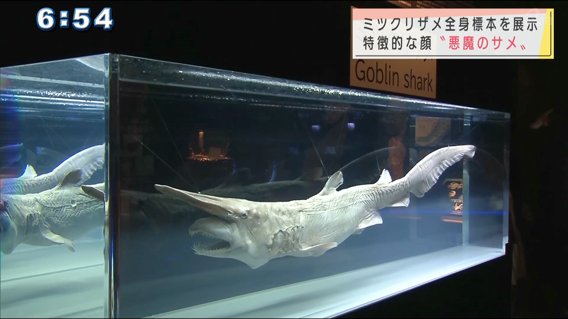 美ら海水族館「悪魔のサメ」に会いに行こう