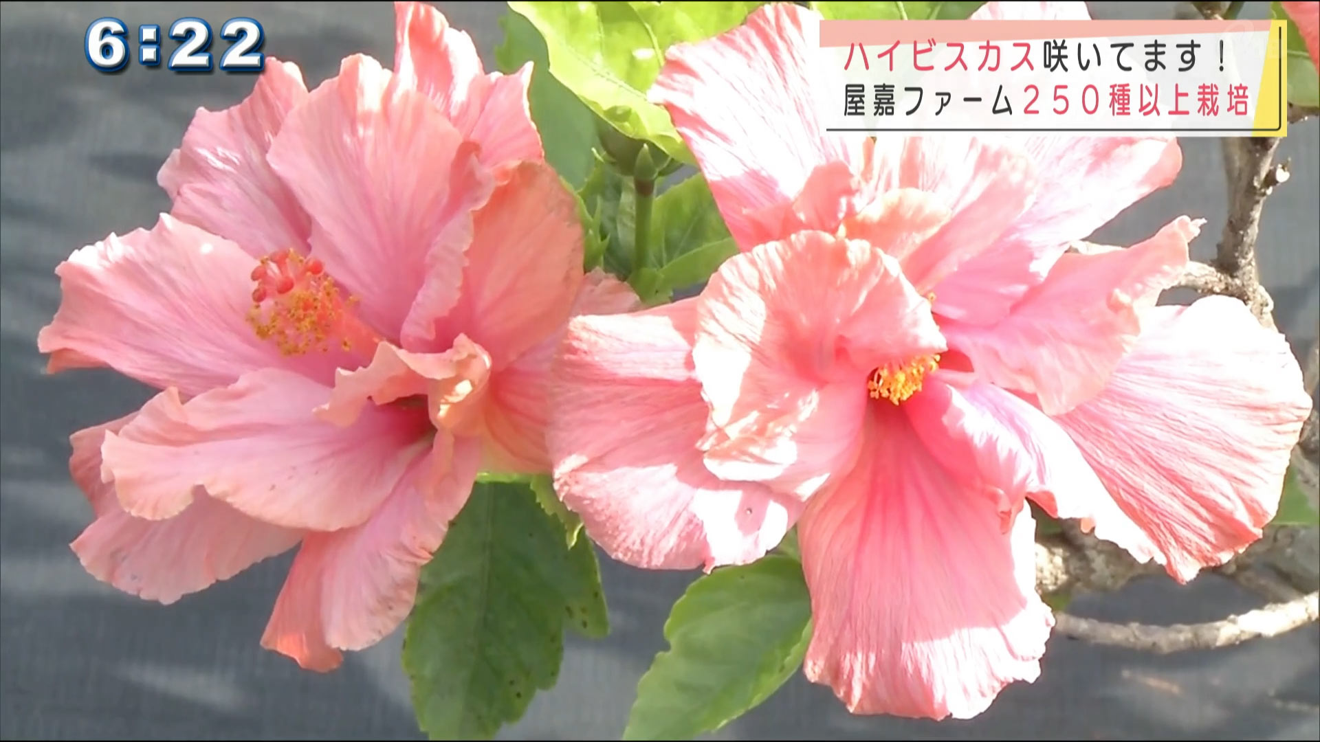 季節の草花「ハイビスカス」