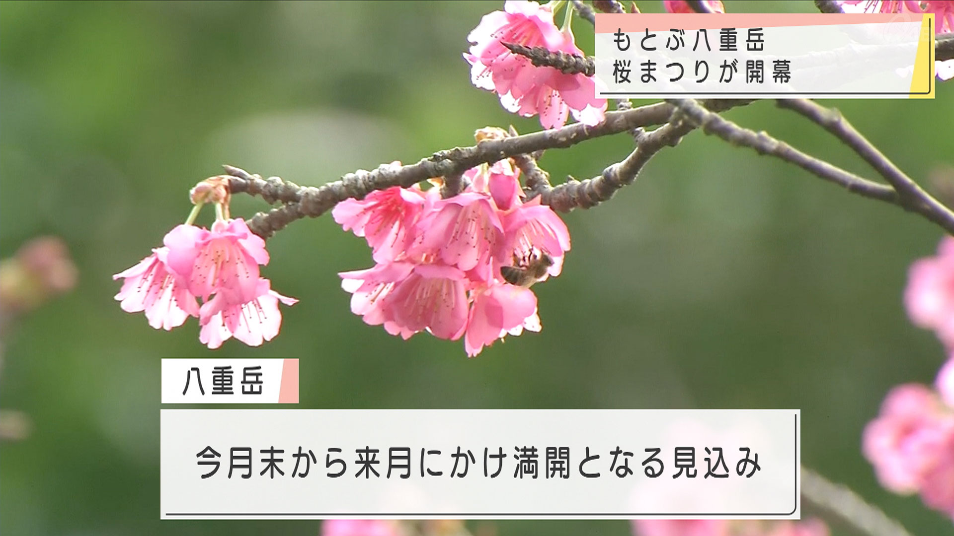 「車窓から心を癒す」 もとぶ八重岳桜まつり