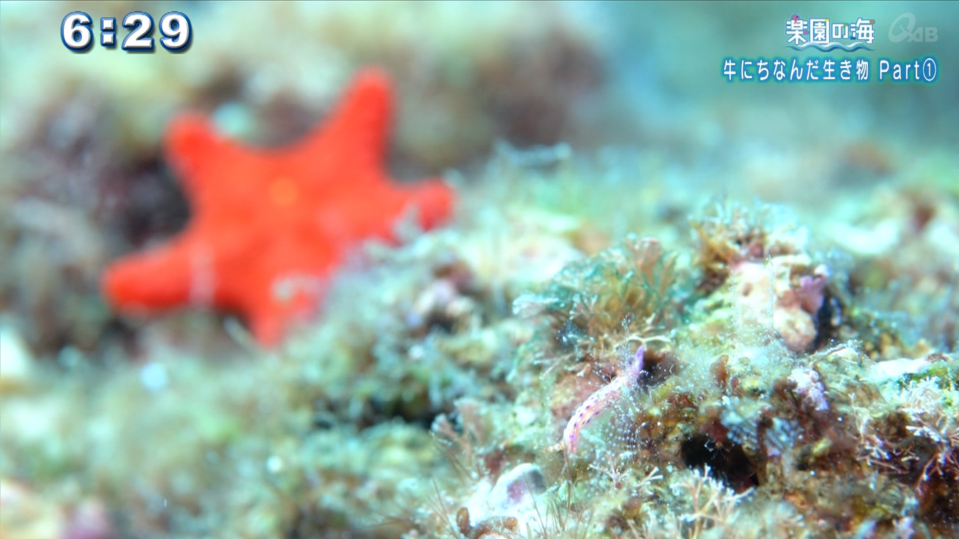 楽園の海 牛にちなんだ生き物 Part1