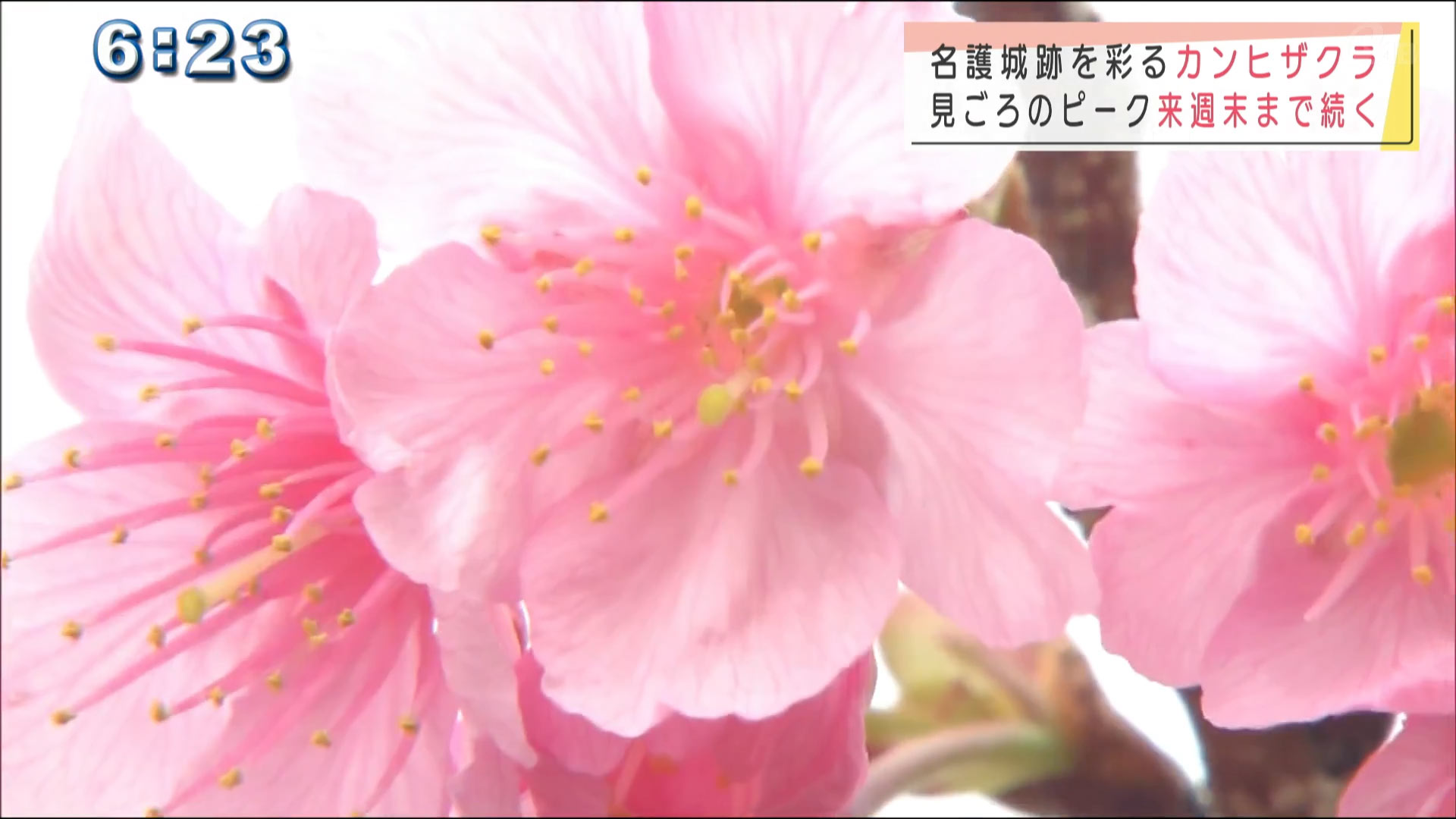 名護城の桜が見ごろです！