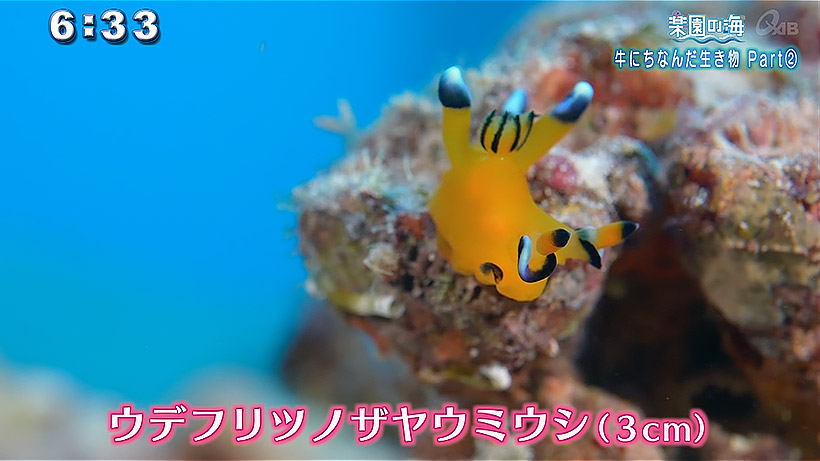 楽園の海 牛にちなんだ生き物 Part2