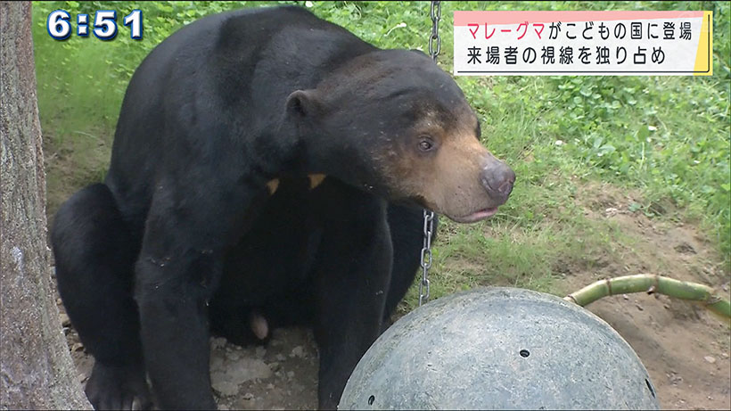 沖縄こどもの国　マレーグマが仲間入り