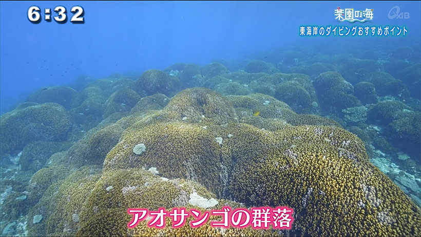 楽園の海 東海岸ダイビングおすすめポイント