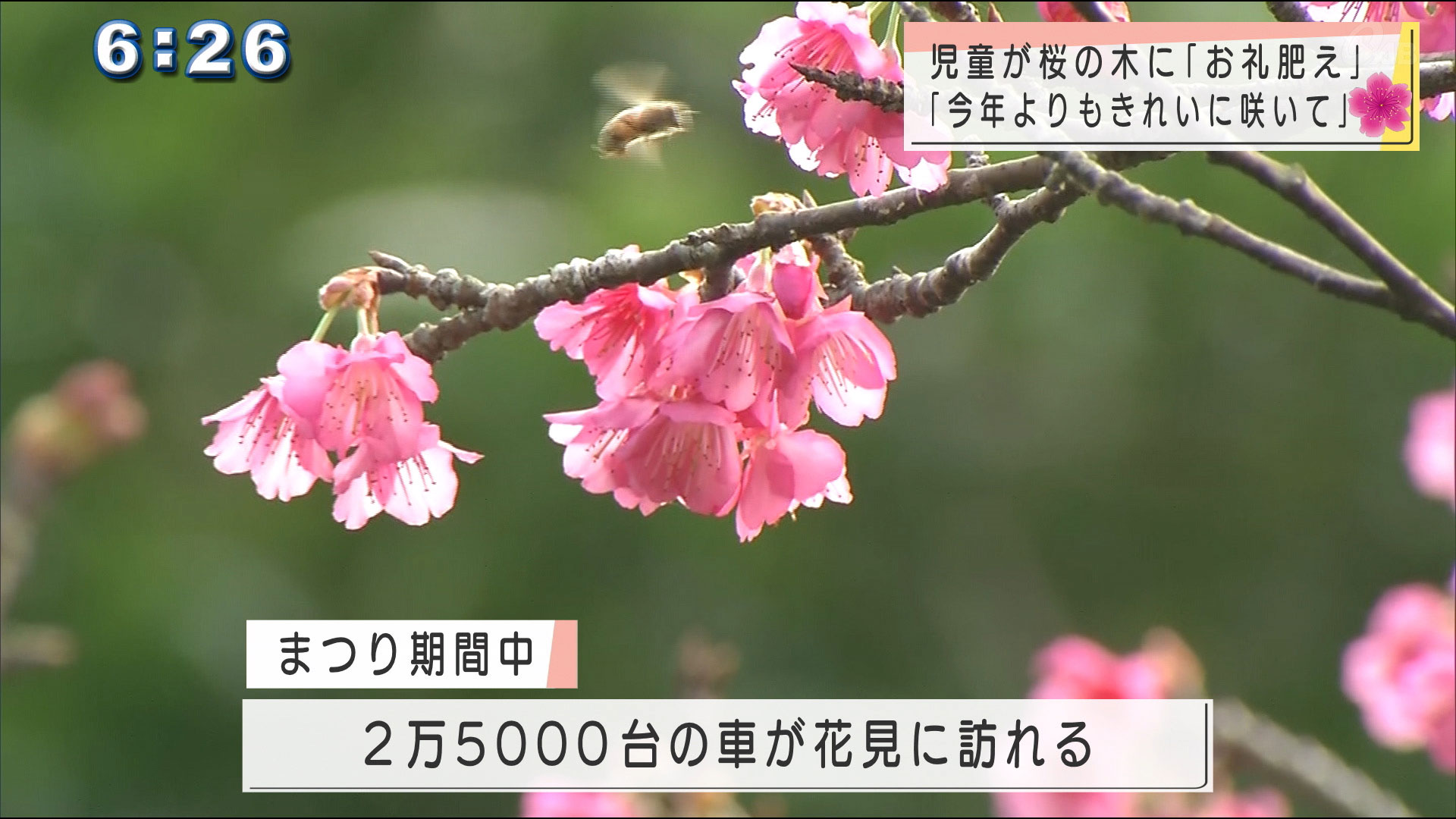 桜の木にお礼の肥料