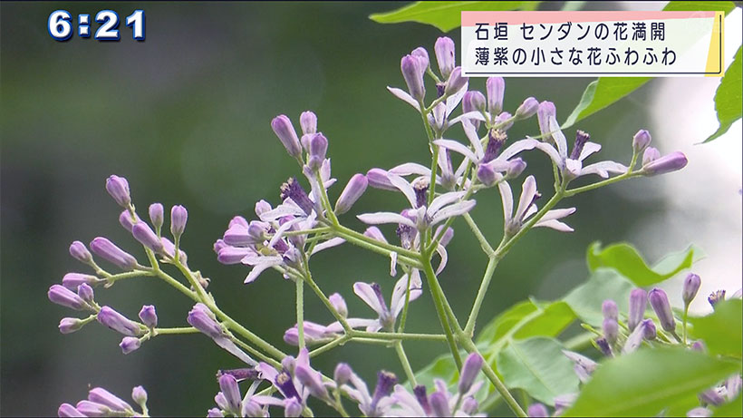 石垣島・センダンの花満開