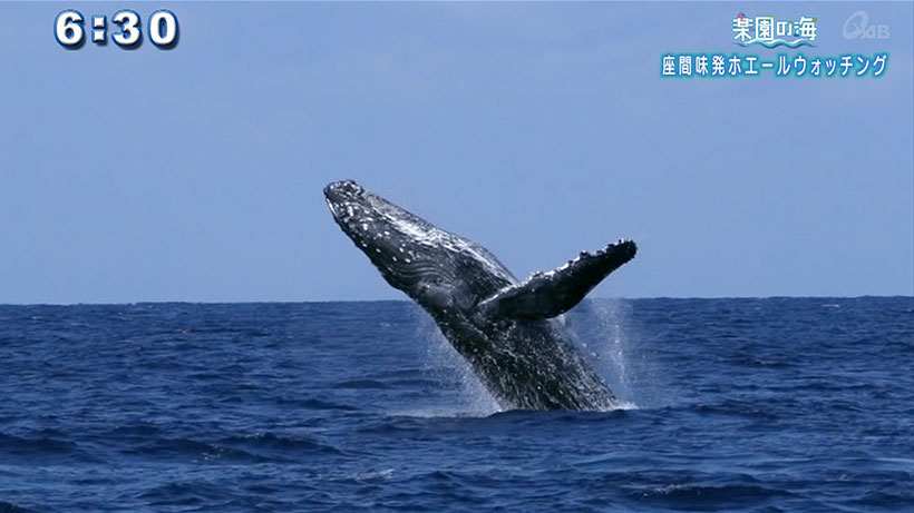 楽園の海 座間味発ホエールウォッチング