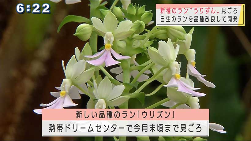 沖縄県本部町で新しいランの品種「ウリズン」開花