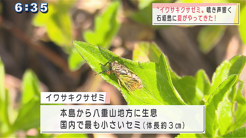 石垣島でイワサキクサゼミが夏の到来を知らせる