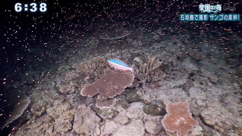 楽園の海 石垣島で撮影 サンゴの産卵！