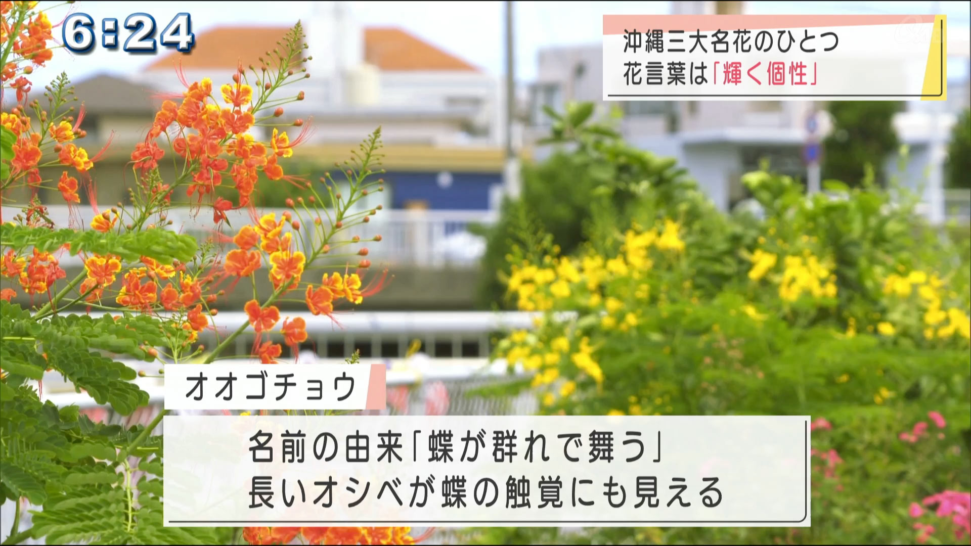 輝く個性の オオゴチョウ 開花 Qab News Headline