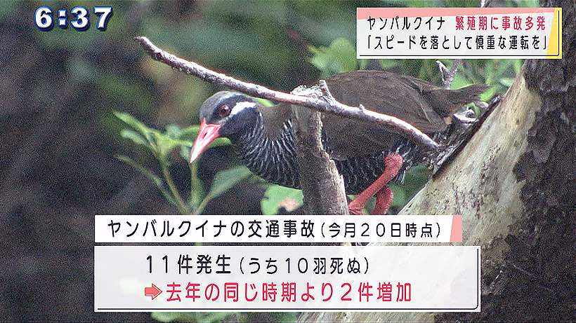 ヤンバルクイナの交通事故多発