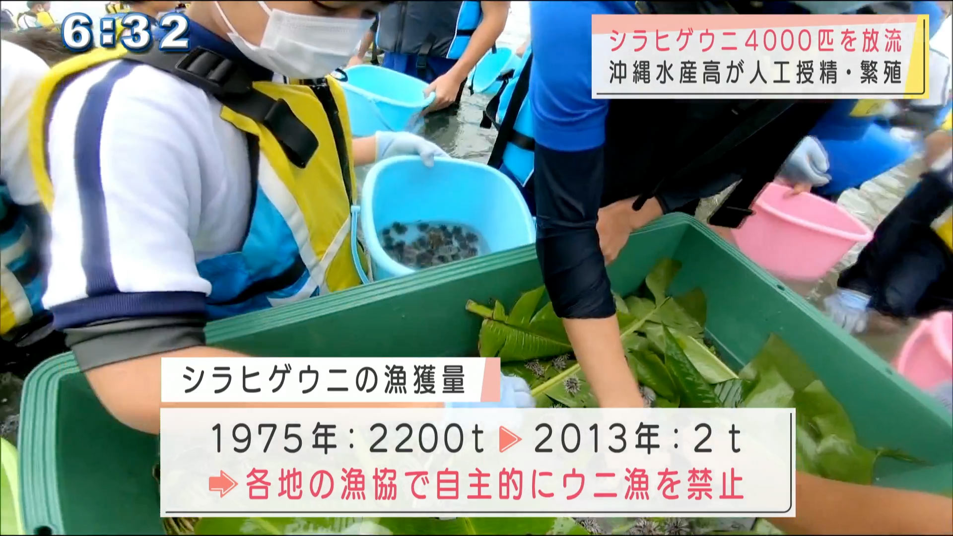 沖縄水産高が人工授精のシラヒゲウニを放流