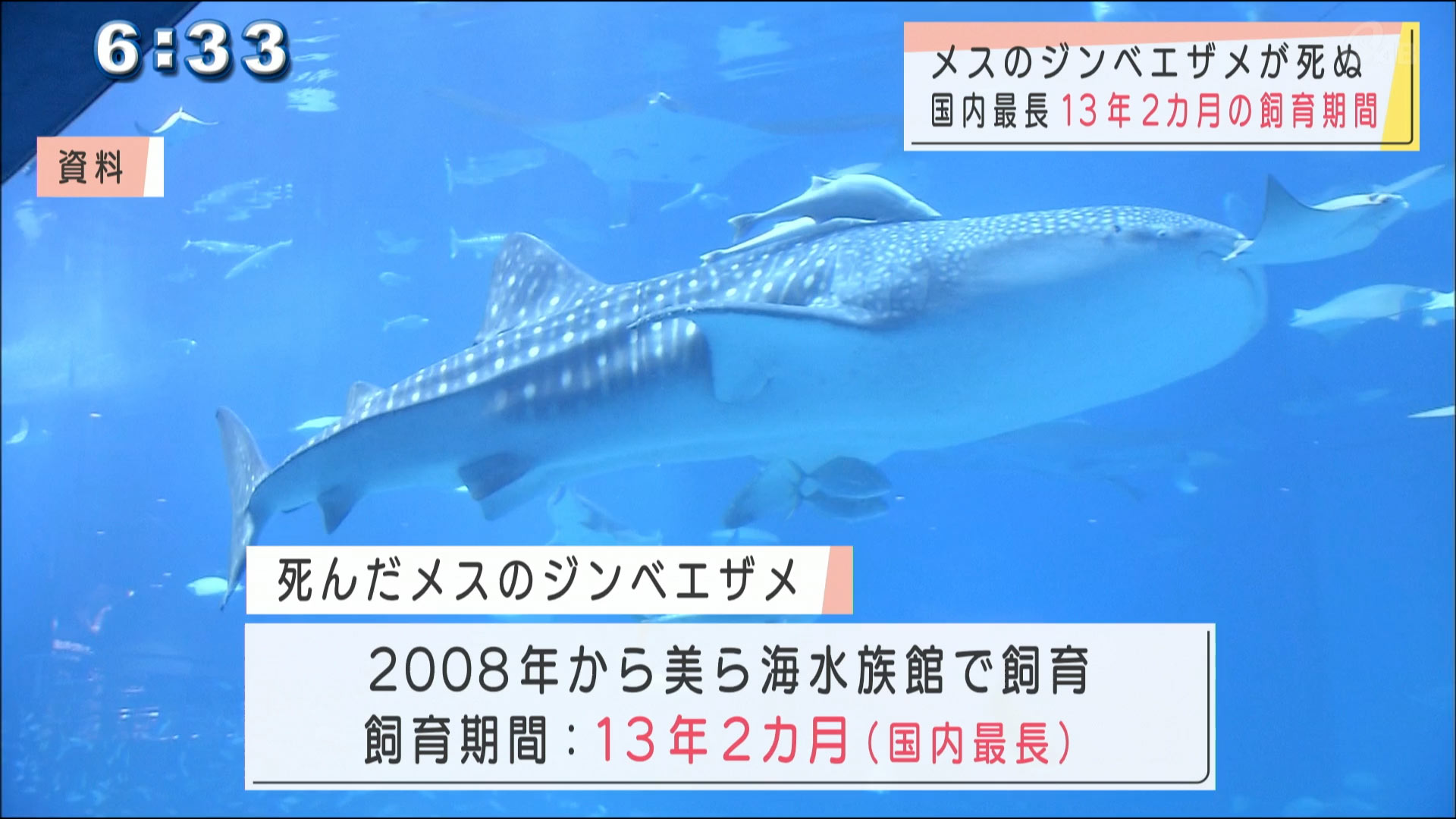 沖縄美ら海水族館　メスのジンベイザメが死ぬ