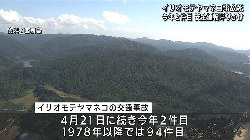 イリオモテヤマネコ交通事故死 今年2件目